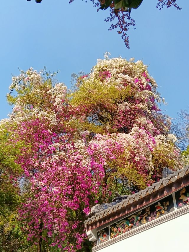 春分賞花才是正經事