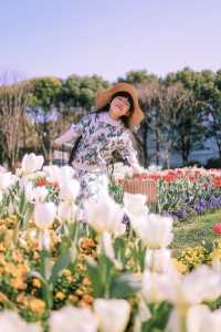 上海市區這片鬱金香花海已經盛開 3.21 實況