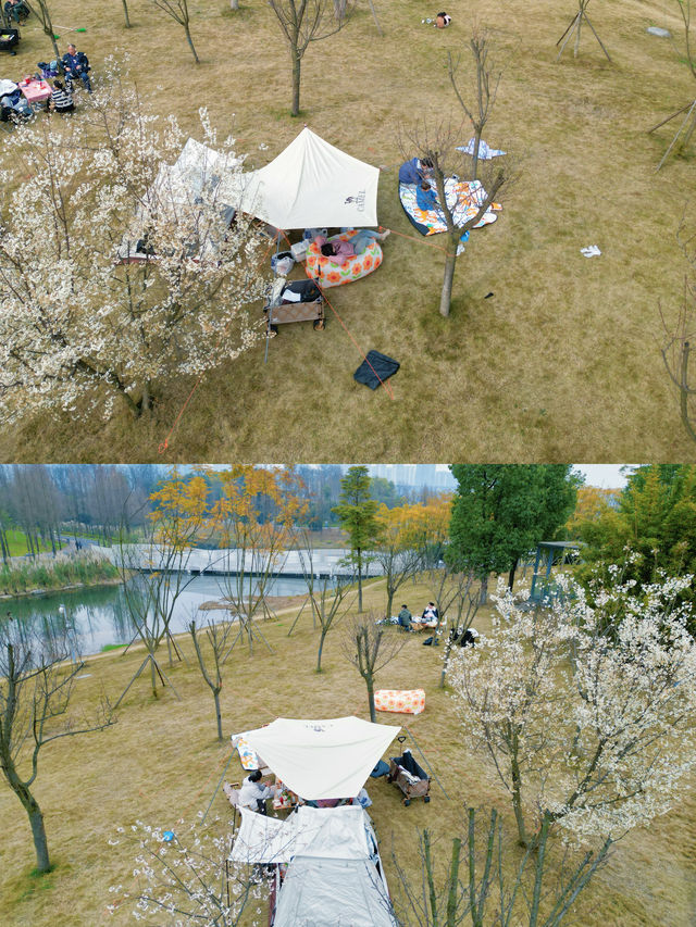 成都週末｜公園露營天花板，櫻花樹下烤肉撈魚