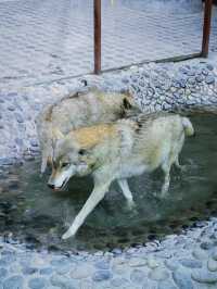 北京1.5小時直達！辛瑪森林動物樂園全攻略