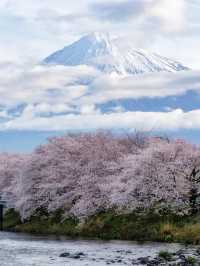 🌸【富士山櫻花季｜絕美打卡攻略】🌸