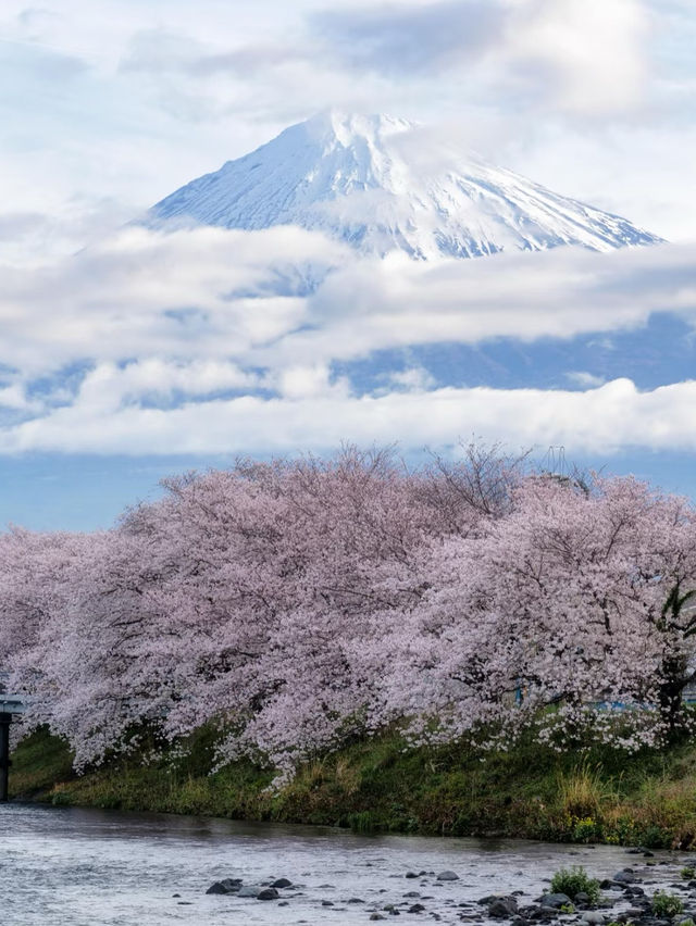 🌸【富士山櫻花季｜絕美打卡攻略】🌸