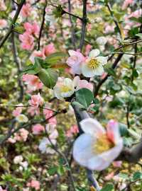 閘北公園更值得去拍春花的三大理由