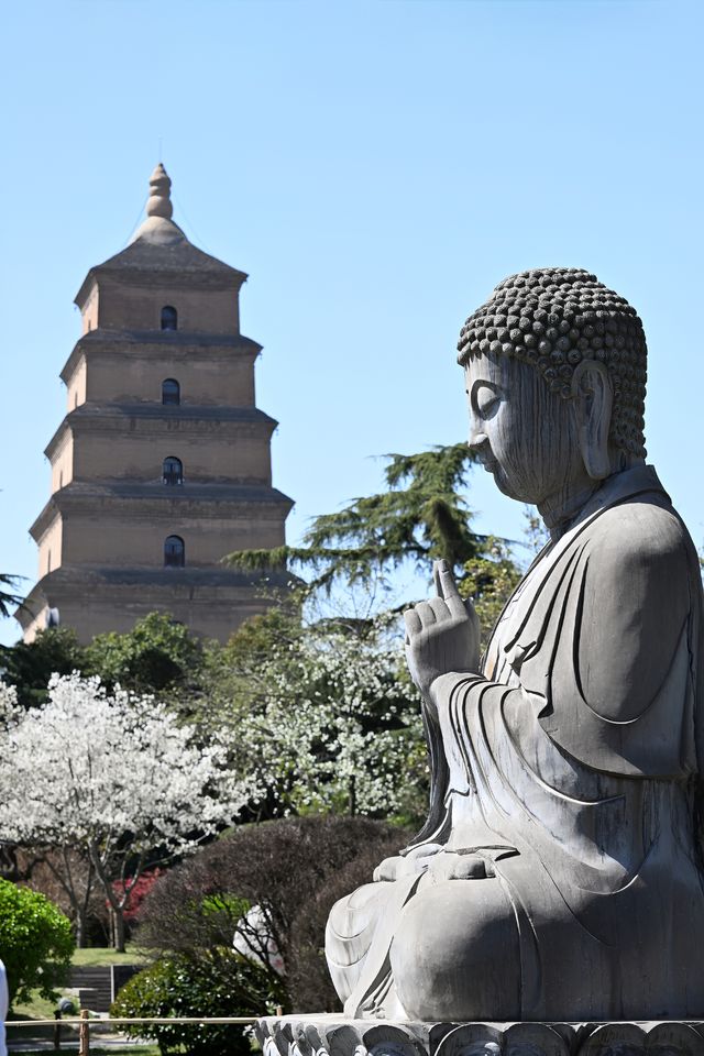 多角度賞花打卡攻略：與經典大雁塔同框