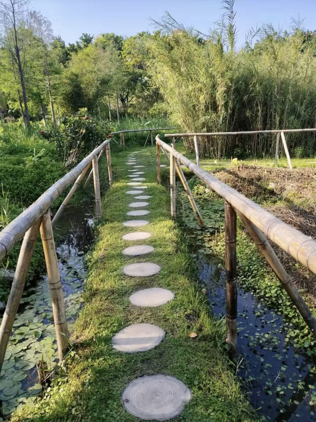 水韻流光：漫遊龍環葡韻濕地