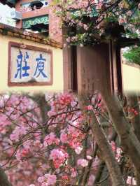 昆明庾園，我今年見過最震撼的海棠花