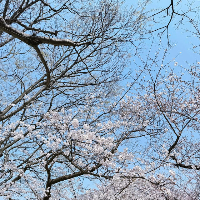 🌸日本福岡櫻花季--舞鶴公園🌸