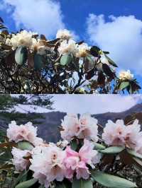 赴一場杜鵑花海|轎子雪山嘅反季浪漫