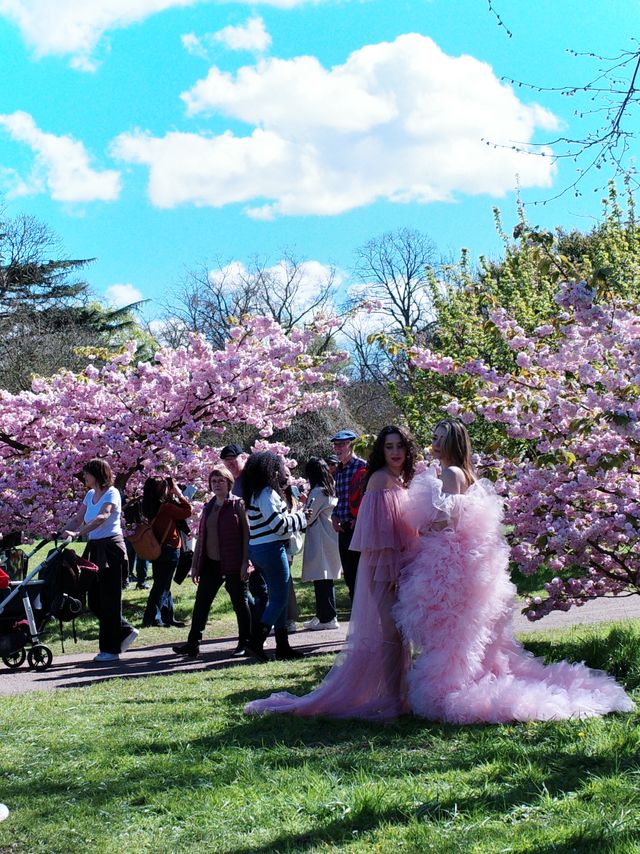 📍 倫敦丘園櫻花季 | Kew Gardens