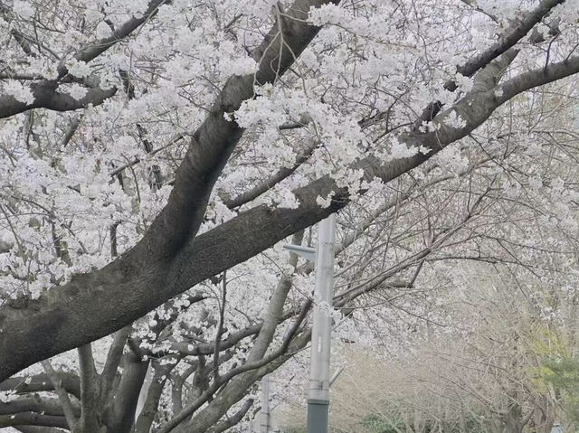 春日頂流！釜山溫泉川沿江路的限定浪漫