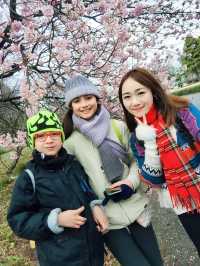 日本賞櫻🌸多條路線攻略請收好