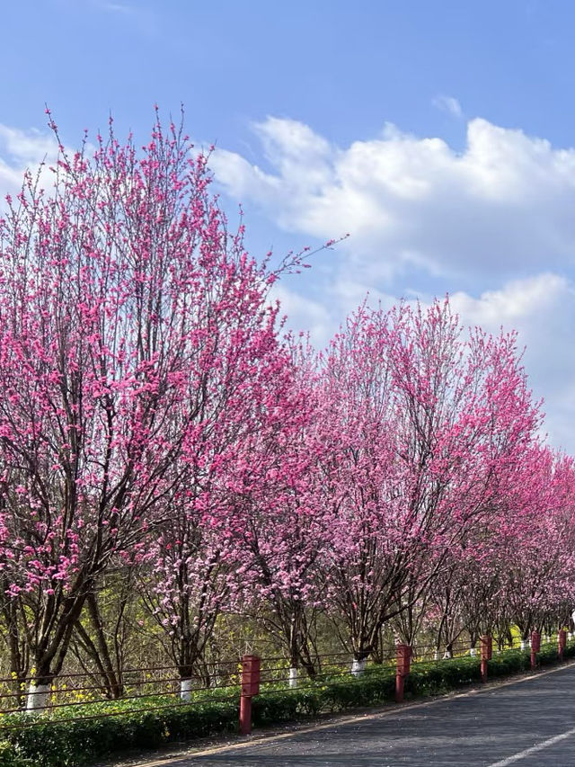 浪漫桃花之旅，廬山賞花季