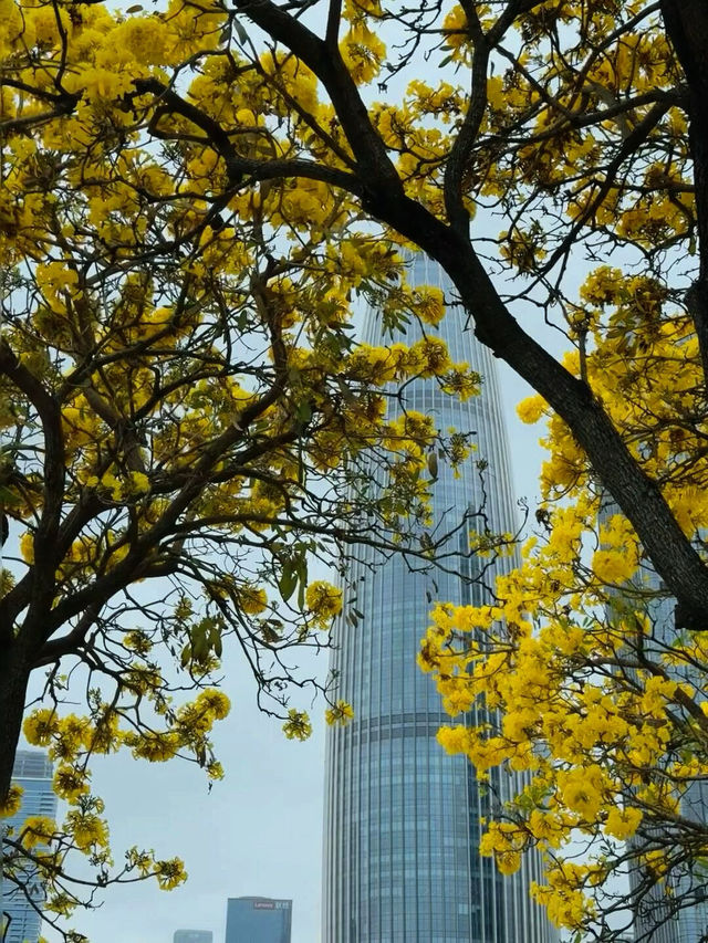 🌼深圳人才公園黃風鈴盛景