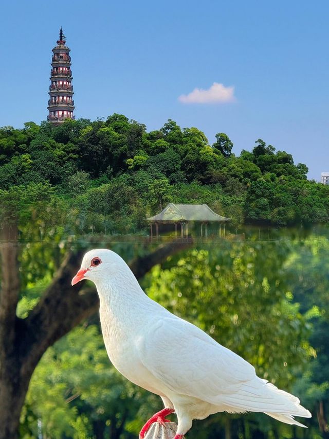 探秘佛山順峰山公園竟藏着不為人知的驚喜