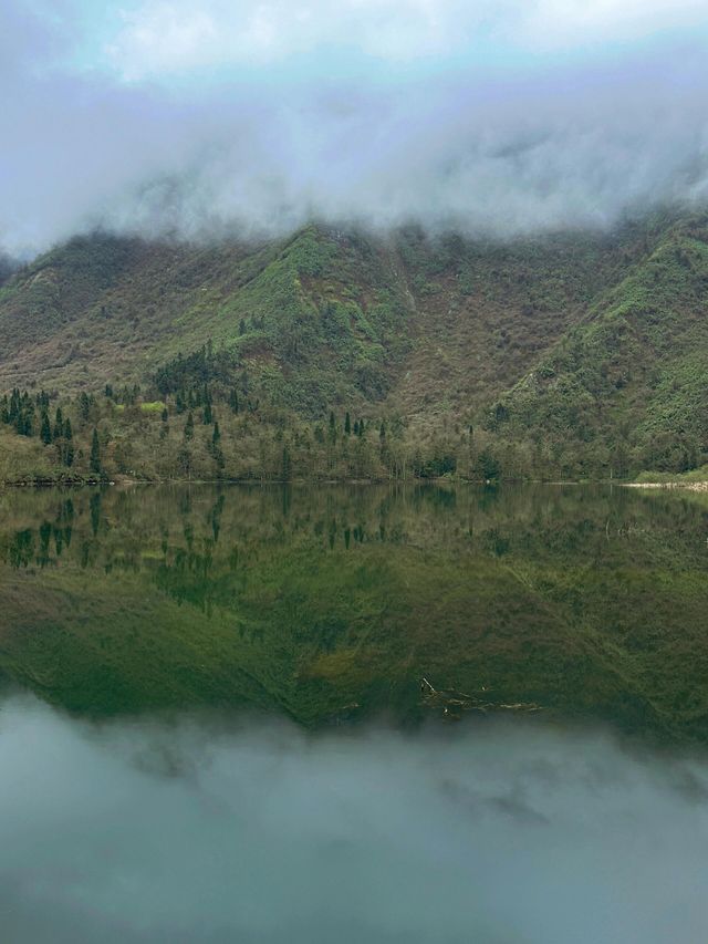 成都 . 都江堰龍池 | 高山杜鵑開啦