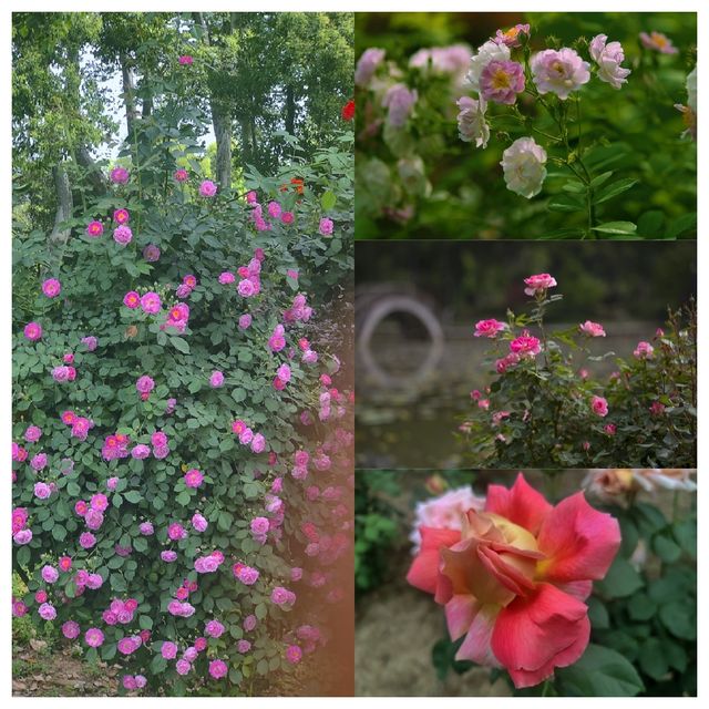 華中地區最具生物多樣性的賞花勝地——武漢植物園