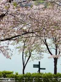 櫻雲繞水，石村湖畔的一場春夢