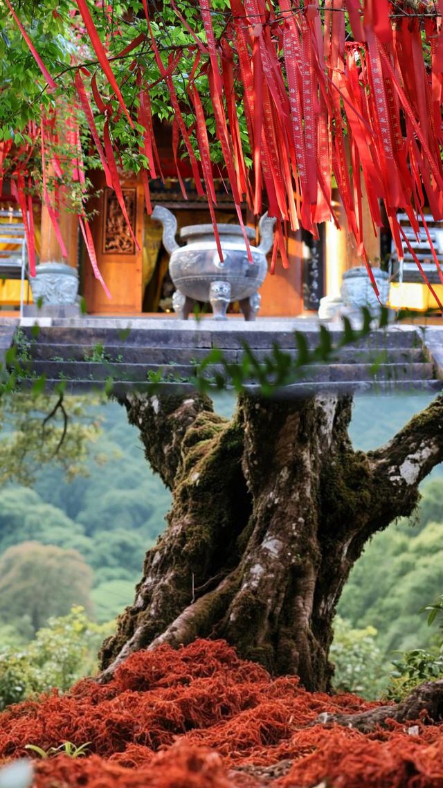 五一武夷山，解鎖小眾與經典的完美之旅！