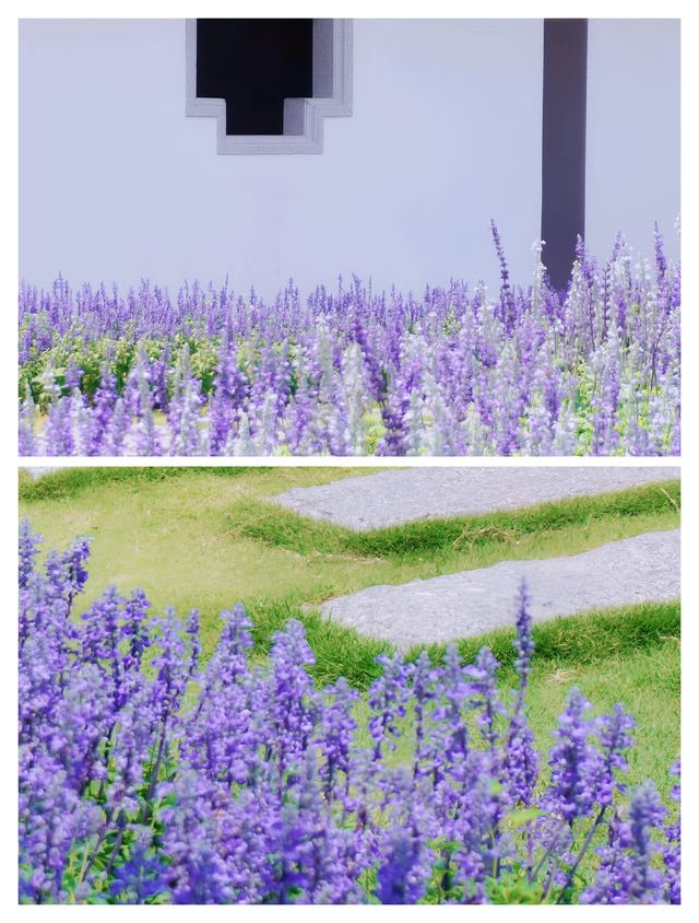 廣州竟然藏著現實版莫奈花園，美到失語！