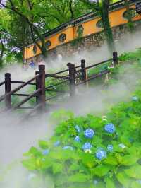 龍光寺繡球記：藏在古寺裡的無盡夏