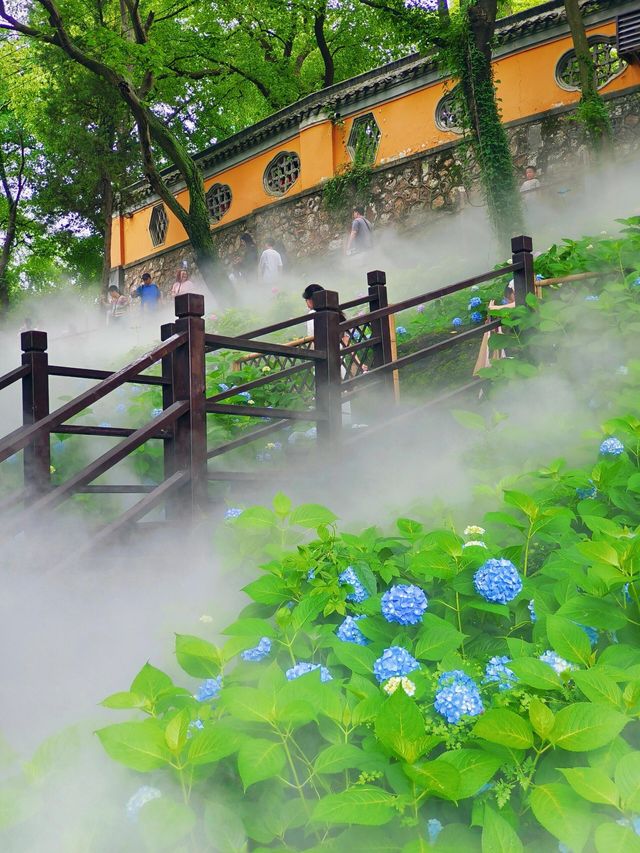 龍光寺繡球記：藏在古寺裡的無盡夏