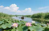 白洋淀｜喺北國水鄉嘅蘆葦深處
