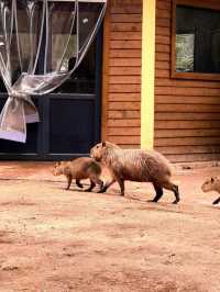 住進動物王國，睇國寶賞馬戲全攻略