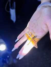西雙版納限定浪漫｜螢火蟲＋蝴蝶標本