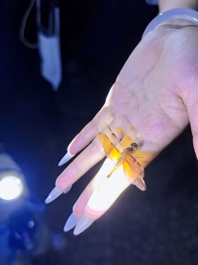西雙版納限定浪漫｜螢火蟲＋蝴蝶標本