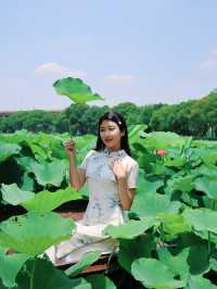 端午節蘇州相城夏日尋芳納涼指南