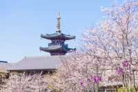 6天暢遊南京等地 超實用攻略來襲