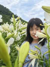 福州百合花田百花盛放中