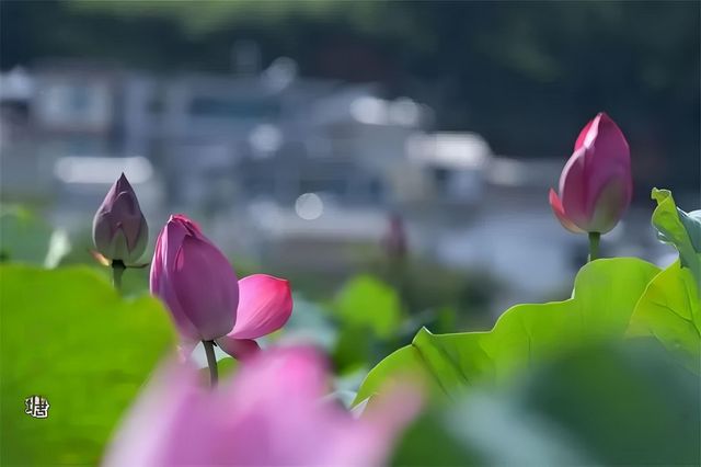普洱夏日賞荷聖地，「荷」你浪漫相約！