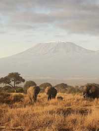 Tanzania Diaries: Where Wild Dreams Come True! 🌍✨