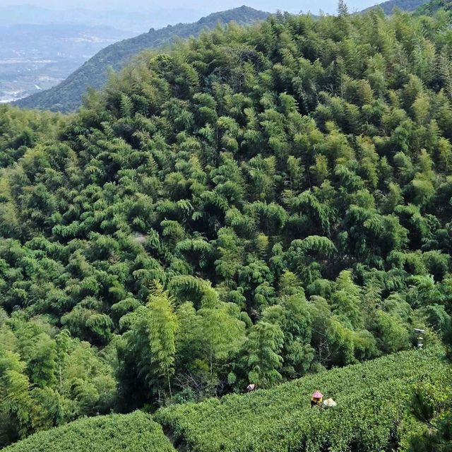 必去！杭州龍井山的N種神仙體驗