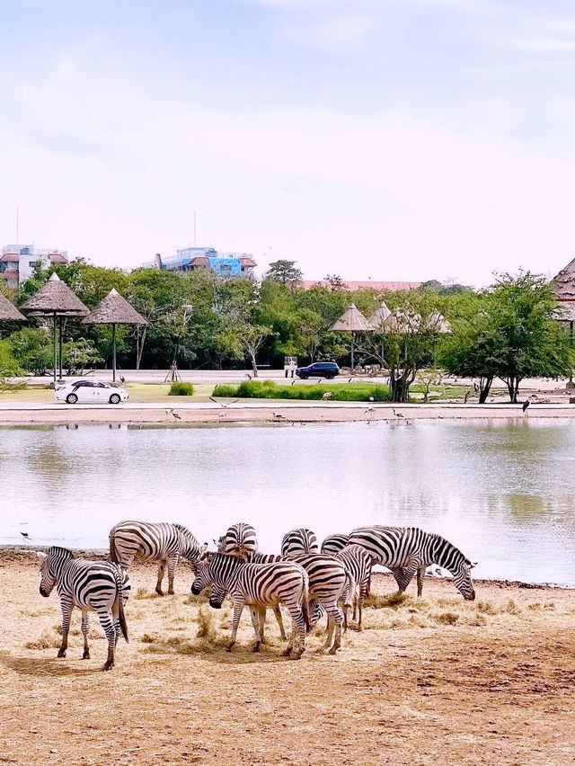 【バンコク動物園ガイド：動物とのふれあい体験】**