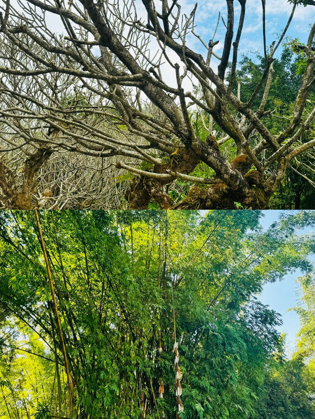 邂逅芒市｜解鎖小眾秘境，開啟美食與風情之旅