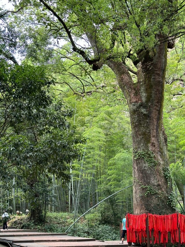 江西呢座世界級仙山太低調啦！趁未紅快啲去