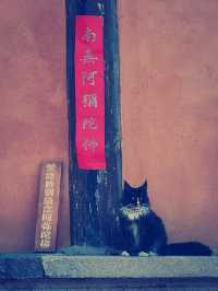 尋幽探古｜浦江龍潭古寺的禪意時光】**  
