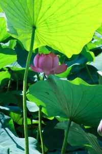 「荷」你同行，相約成大