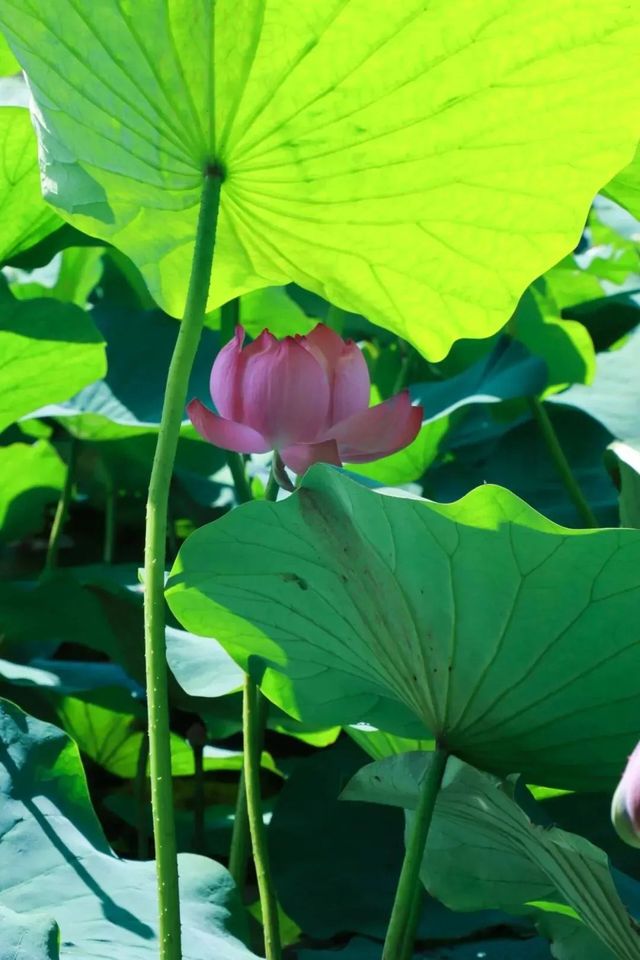 「荷」你同行，相約成大