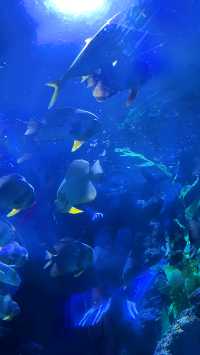 鄭州海洋館 | 超詳細遊玩攻略