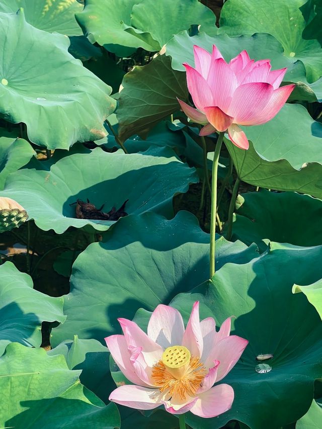 雲和梯田躲進宮崎駿嘅夏天避暑