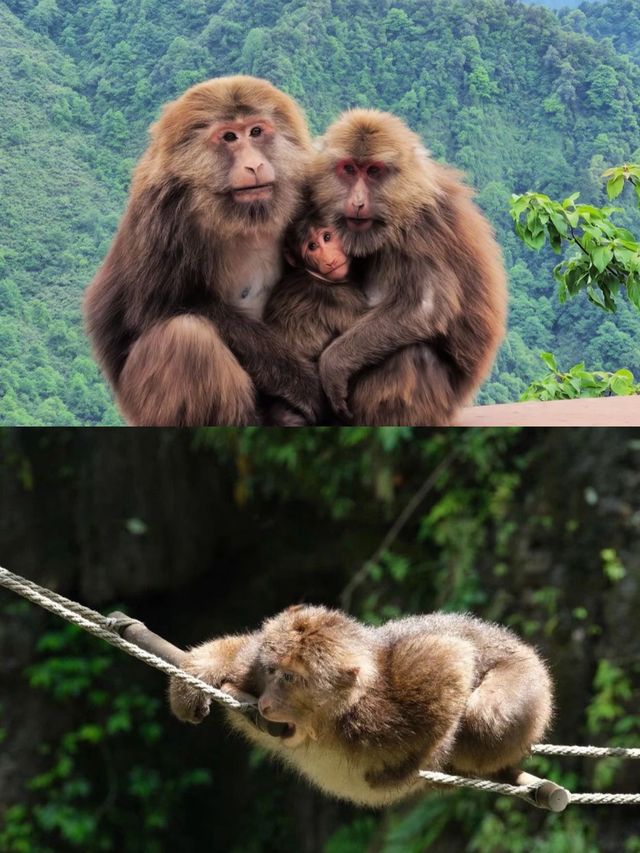 峨眉山2日1夜仙俠之旅！懶人攻略直接抄！