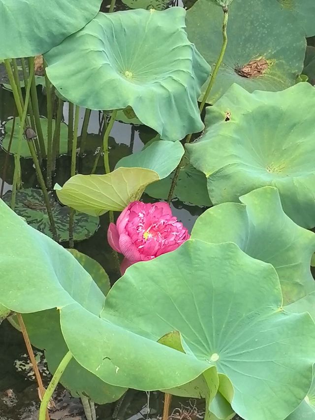 浙江避暑天花板安吉2大秘境28℃太涼快！