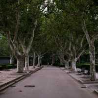 🌸 Fuxing Park: Flowers in Bloom & Qi Gong in Motion
