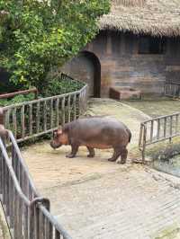 #濟南野生動物世界｜與梅花鹿0距離貼貼攻略 自駕+步行雙體驗！保姆級攻略收好！ 濟南野生動物園