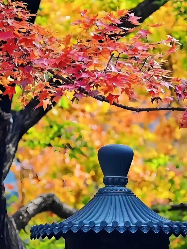 2025香山紅葉季全攻略本地人教你玩轉秋日限定浪漫