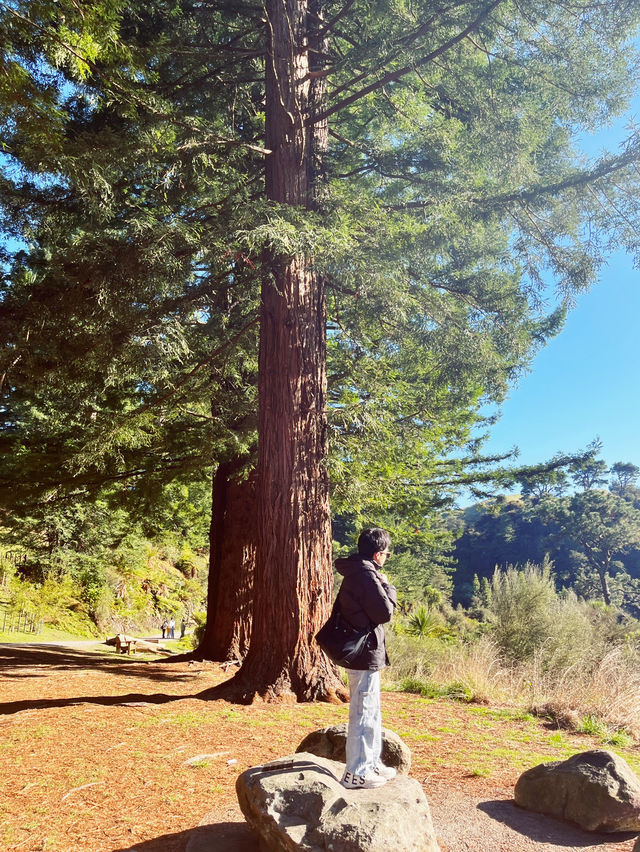 🌳 Blue Spring Entrance: A Cathedral of Giant Redwoods! 🌲