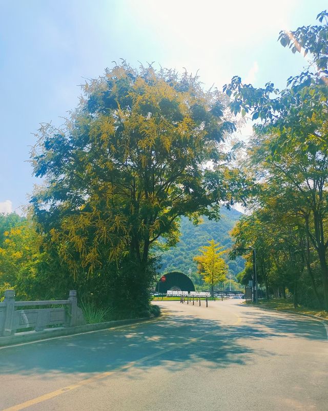 杭州這個城市真的太會了！西湖邊玩膩了？不妨來看看這個小眾仙境✨靈山幻境，地下喀斯特地貌+夢幻燈光秀，